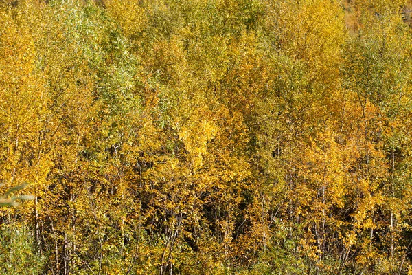 Outono Ouro Folhas Amarelas Nord Russo Bétula Kirovsk Betula — Fotografia de Stock