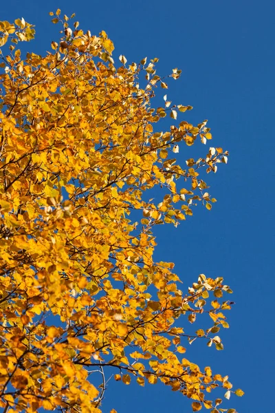 Outono Ouro Folhas Amarelas Nord Russo Bétula Kirovsk Betula — Fotografia de Stock