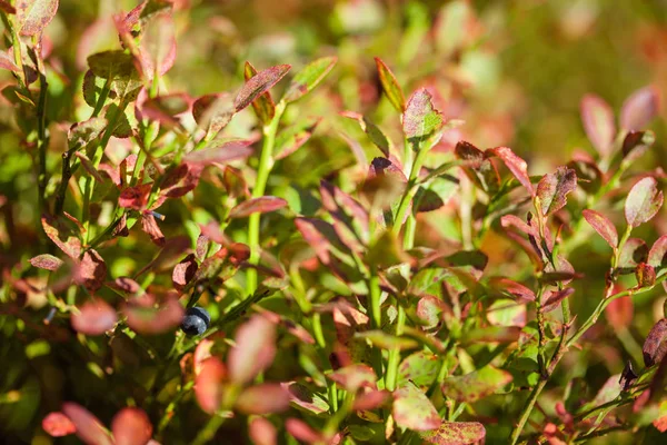 Outono Ouro Folhas Amarelas Baga Mirtilo Whortleberry — Fotografia de Stock