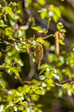 İlkbaharda huş ağacının taze yaprakları