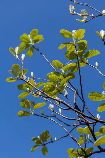 Foglie giovani di albero, ramo in primavera nella foresta — Foto Stock
