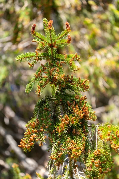 Hojas Jóvenes Rama Abedul Primavera Bosque — Foto de Stock