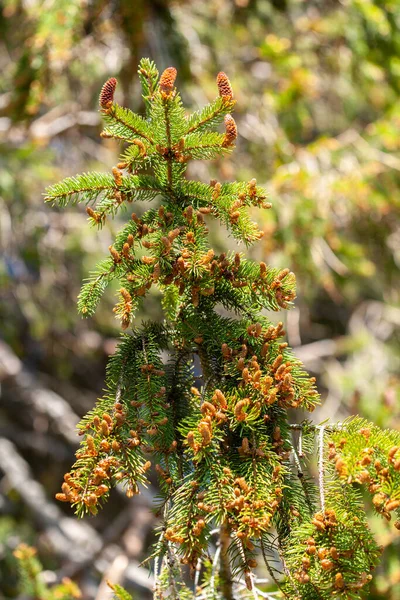 Foglie Giovani Ramo Betulla Primavera Foresta — Foto Stock