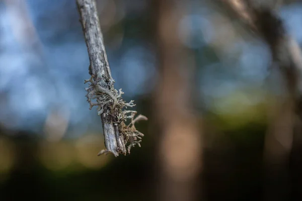 森林里干枯的驯鹿苔藓与和平的木材 — 图库照片