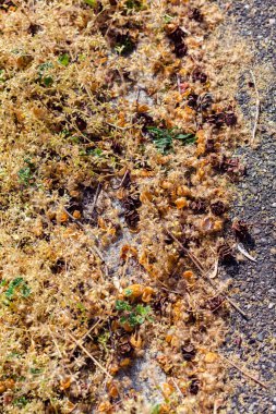 Yerde çimenli selvi çiçeğinin kuru konilerini aç