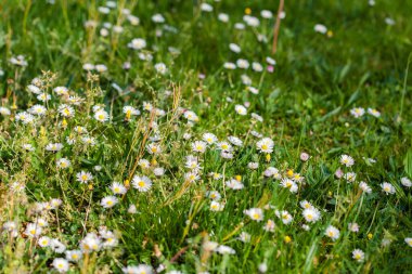 Ormanda güneş ışığı alan papatya ve çimenler.