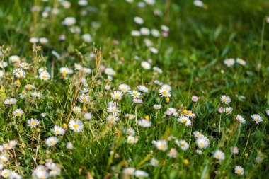 Ormanda güneş ışığı alan papatya ve çimenler.
