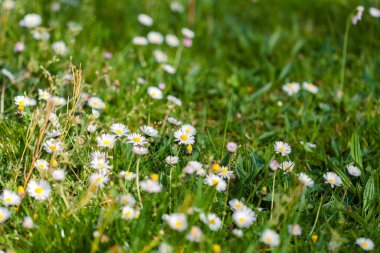 Ormanda güneş ışığı alan papatya ve çimenler.