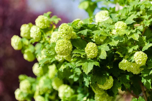 Bola Neve Branca Viburnum Viburnum Boul Neige — Fotografia de Stock