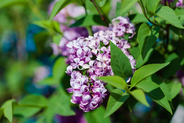 Violeta Lila Plena Flor Arbusto Lila Primavera — Foto de Stock