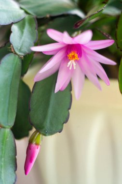schlumbergera plant in blossom with red and pink flowers clipart