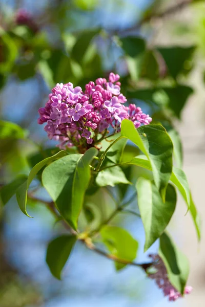 Violeta Lilás Plena Floração Arbusto Lilás Primavera — Fotografia de Stock