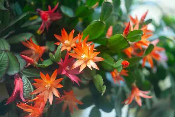 Pianta Schlumbergera Fiore Con Fiori Rossi Rosa — Foto Stock