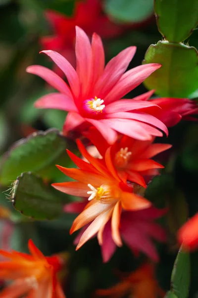 Schlumbergera Planta Flor Com Flores Vermelhas Rosa — Fotografia de Stock