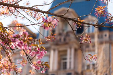 Prunus serrulata sakura, çiçek açan bahar zamanı, pembe ve beyaz, Strasbourg