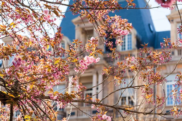 Prunus Serrulata Sakura Цвіті Весною Рожевий Білий Страсбург — стокове фото