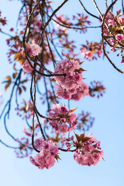 Prunus Serrulata Sakura Blossom Springtime Pink White — Stock Photo, Image