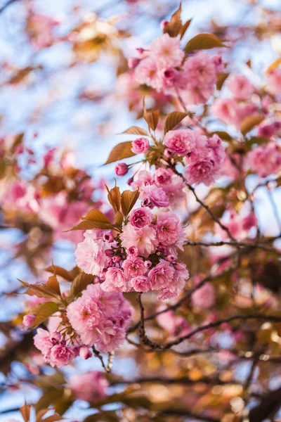 Prunus Serrulata Sakura Blossom Springtime Pink White — Stock Photo, Image