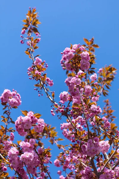 Prunus Serrulata Sakura Flor Primavera Rosa Branco — Fotografia de Stock