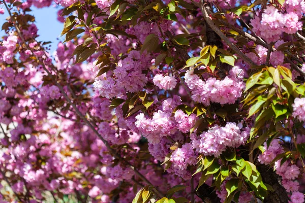 Prunus Serrulata Sakura Fiore Primavera Rosa Bianco — Foto Stock