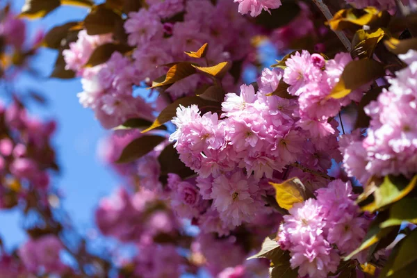 Prunus Serrulata Sakura Fiore Primavera Rosa Bianco — Foto Stock