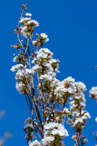 Prunus Serrulata Sakura Blossom Springtime Pink White — Stock Photo, Image