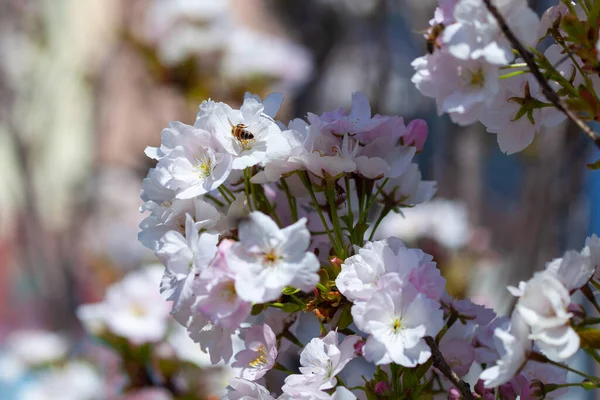 Prunus Serrulata Sakura Fiore Primavera Rosa Bianco — Foto Stock