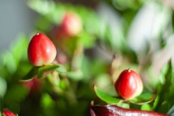 红莓菊花 绿叶在花束中 — 图库照片