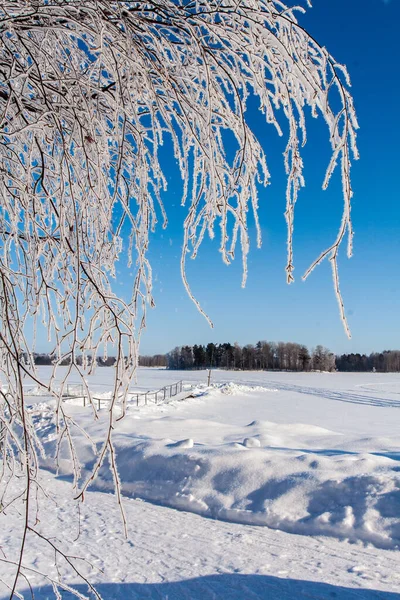 Frosty Ice Snow Branches Tree Grass Winter — Stock Photo, Image