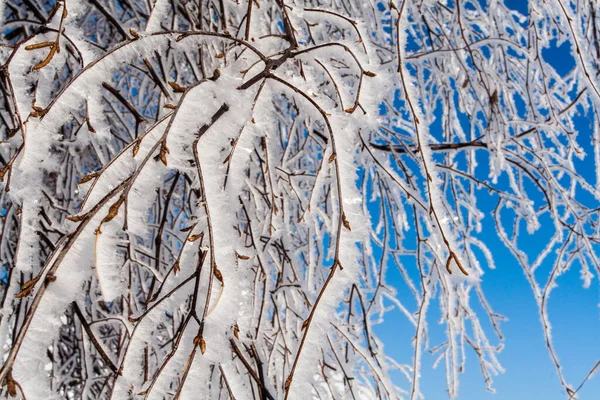Ледяной Снег Ветвях Деревьев Травы Зима — стоковое фото