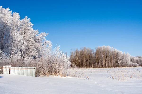 Ледяной Снег Ветвях Деревьев Травы Зима — стоковое фото