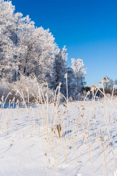 Zăpadă Înghețată Ramuri Copac Iarbă Iarnă — Fotografie, imagine de stoc