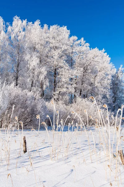 Mrazivý Ledový Sníh Větvích Stromů Trávy Zima — Stock fotografie