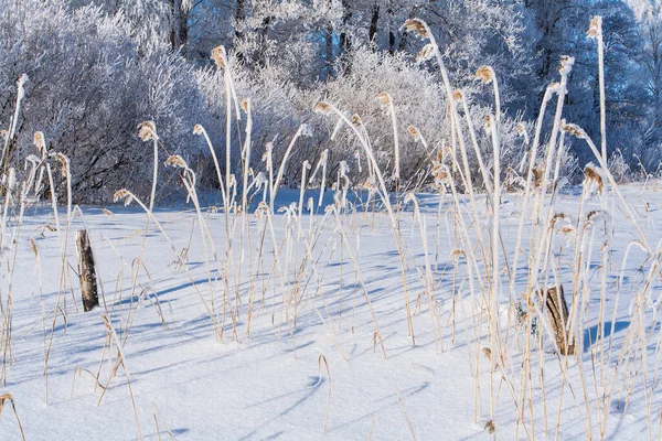 Lodowaty Śnieg Gałęziach Drzew Trawy Zima — Zdjęcie stockowe