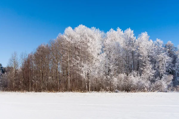 Snowy Field Traces Trees Winter Frosen Lake — Stock Photo, Image