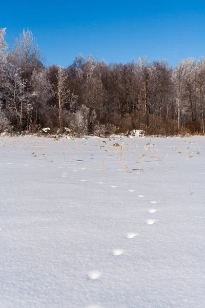 Snowy Field Traces Trees Winter Frosen Lake — Stock Photo, Image