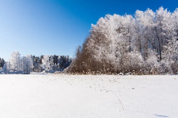 눈덮인 들판에 겨울에는 나무들이 있으며 서리가 내리는 호수가 — 스톡 사진