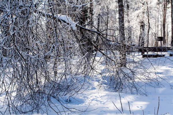 Frosty Snö Grenar Träd Och Gräs Vinter — Stockfoto