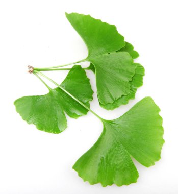 Ginkgo Yaprağı Beyaz Arkaplanda İzole Edildi