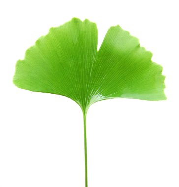 Ginkgo Yaprağı Beyaz Arkaplanda İzole Edildi