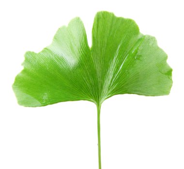 Ginkgo Yaprağı Beyaz Arkaplanda İzole Edildi