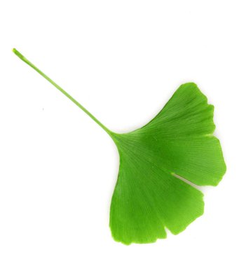 Ginkgo Yaprağı Beyaz Arkaplanda İzole Edildi