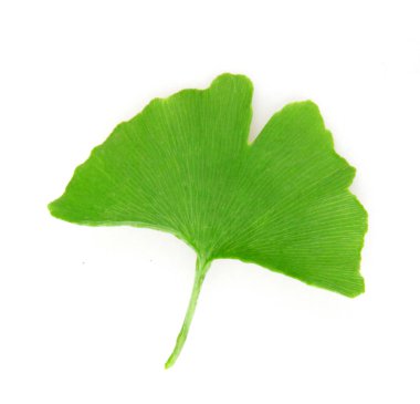 Ginkgo Yaprağı Beyaz Arkaplanda İzole Edildi