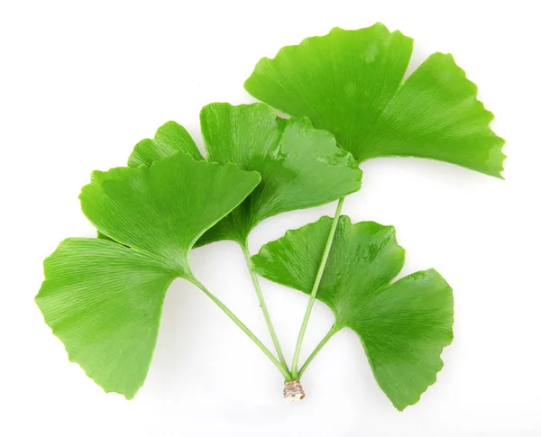 Ginkgo Hoja Aislada Sobre Fondo Blanco —  Fotos de Stock