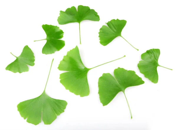 Feuille Ginkgo Isolée Sur Fond Blanc — Photo