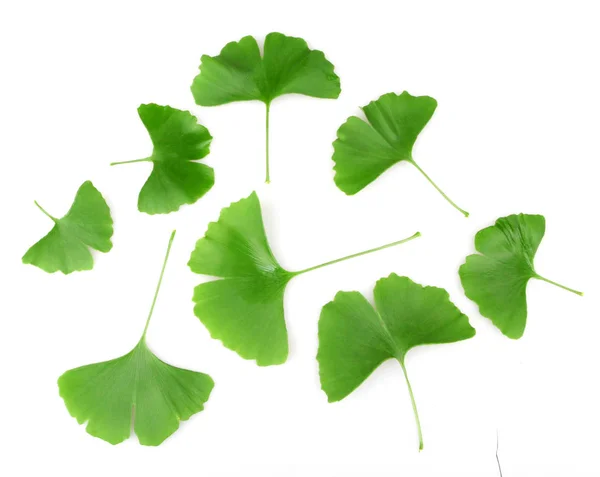 Feuille Ginkgo Isolée Sur Fond Blanc — Photo