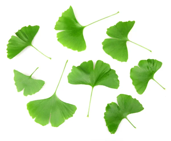 Ginkgo Blad Geïsoleerd Witte Achtergrond — Stockfoto