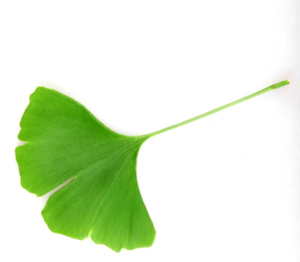 Folha Ginkgo Isolada Fundo Branco — Fotografia de Stock