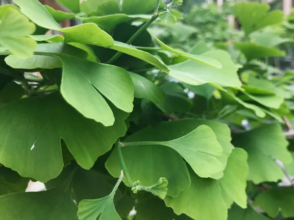 Ginkgo Biloba Drzewa Kolor Obrazu — Zdjęcie stockowe