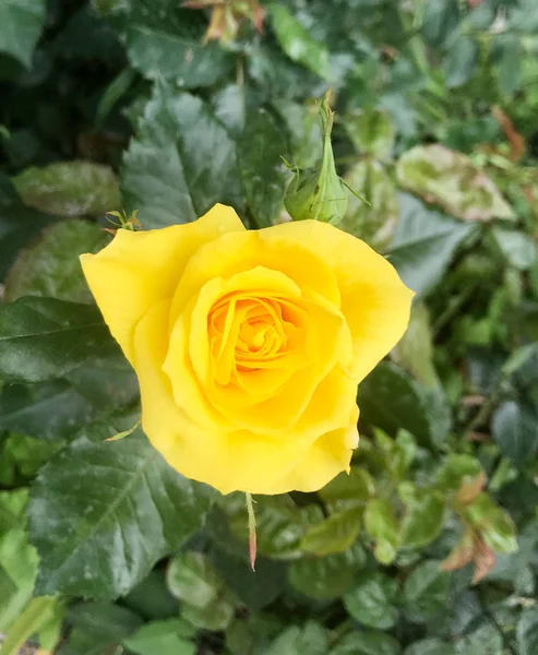 Gros Plan Rose Jaune Fleurissant Extérieur — Photo